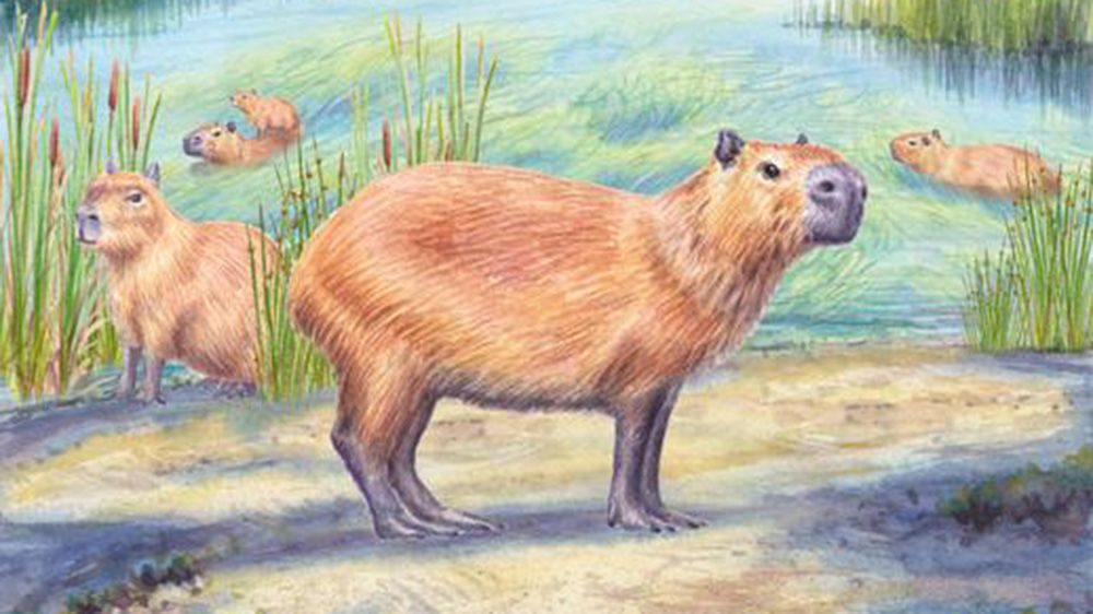Fossilized capybara tooth discovered in Chile's Atacama Desert shows region was once lush