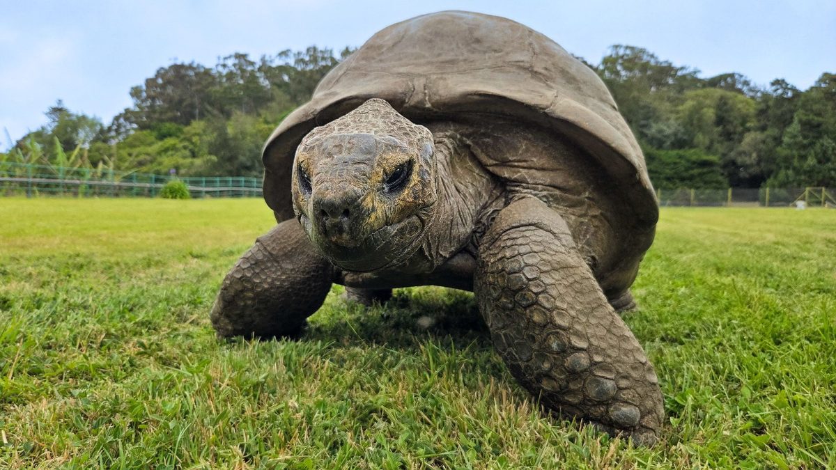Giant tortoise grazing on grass on the island of Saint Helena