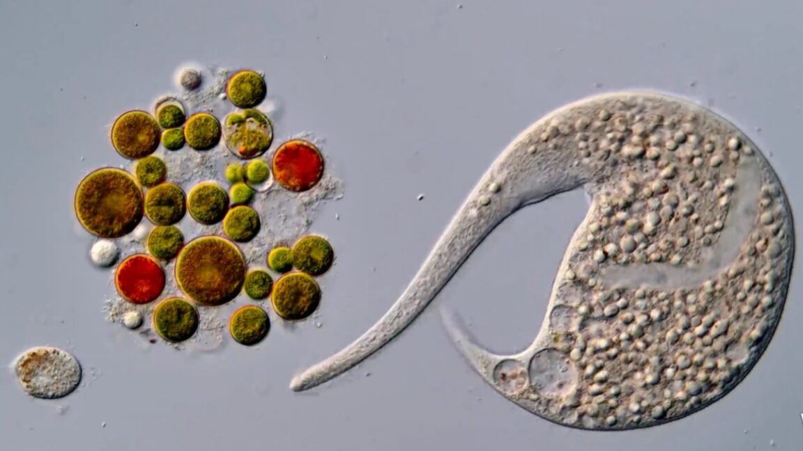 AI Image Wins Nikon Small World in Motion Disqualified, Prize Goes to Cilia Video